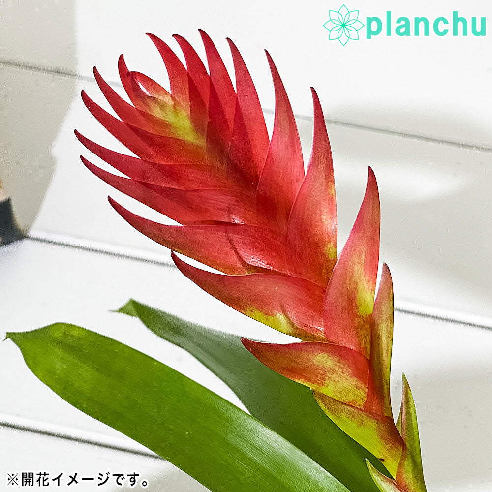 PLANCHU 観葉植物 フリーセア バカンス 4号鉢 受け皿付き 育て方説明書付き Vriesea Poelmanii Group cv. オオインコアナナス ブロメリア タンクブロメリア