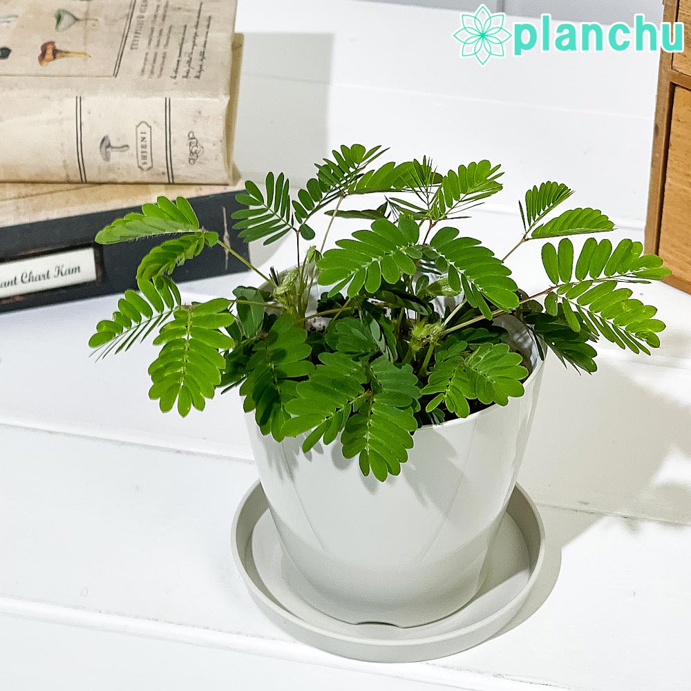PLANCHU 観葉植物 オジギソウ 3.5号鉢 受け皿付き 育て方説明書付き Mimosa pudica ネムリグサ ミモザ プディカ