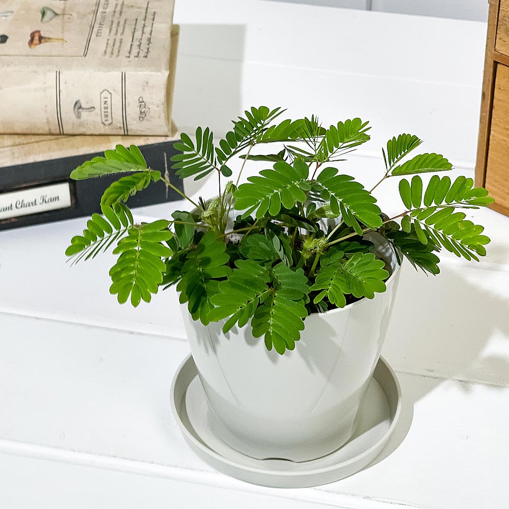 PLANCHU 観葉植物 オジギソウ 3.5号鉢 受け皿付き 育て方説明書付き Mimosa pudica ネムリグサ ミモザ プディカ