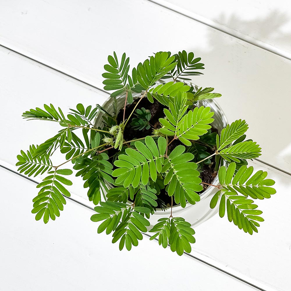 PLANCHU 観葉植物 オジギソウ 3.5号鉢 受け皿付き 育て方説明書付き Mimosa pudica ネムリグサ ミモザ プディカ