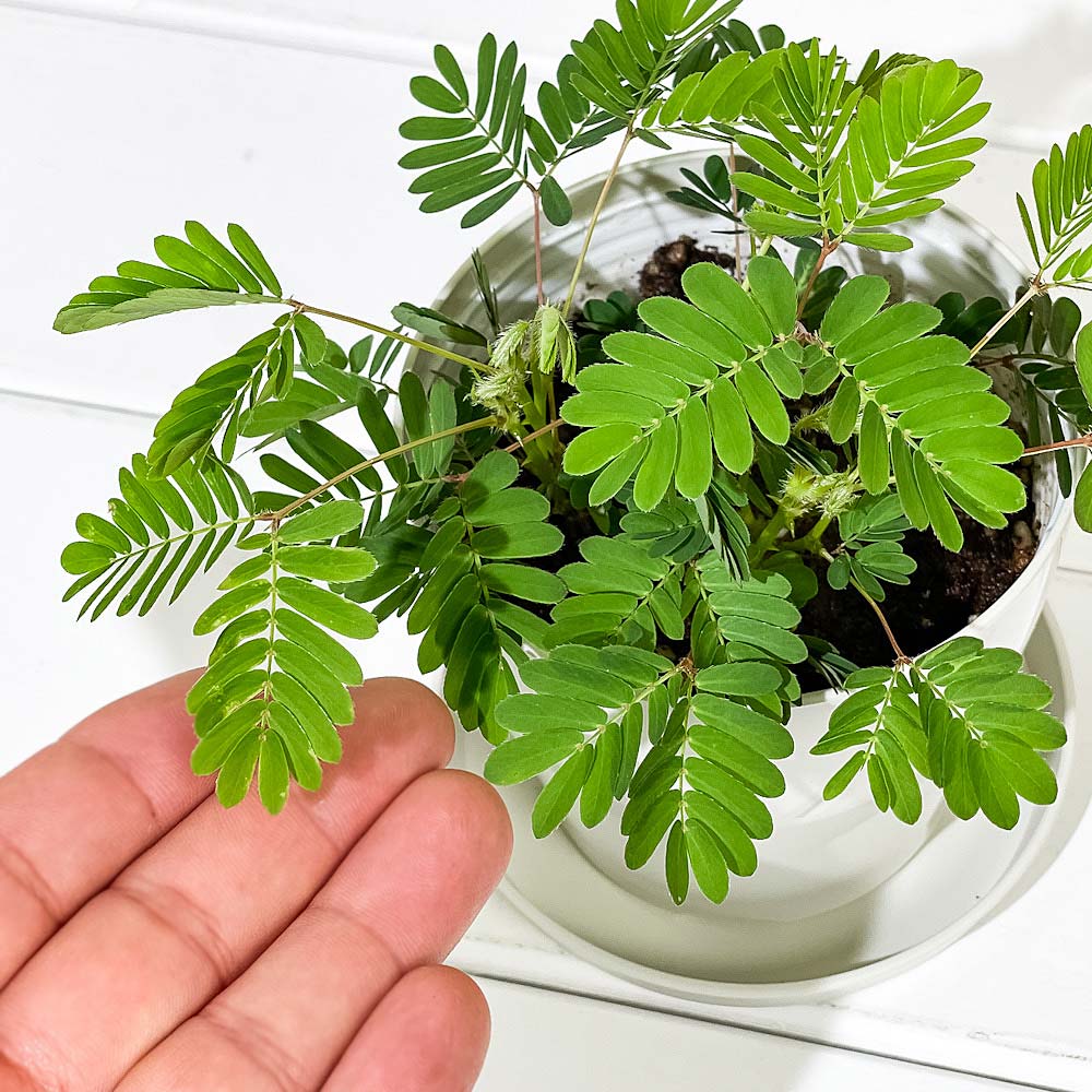 PLANCHU 観葉植物 オジギソウ 3.5号鉢 受け皿付き 育て方説明書付き Mimosa pudica ネムリグサ ミモザ プディカ