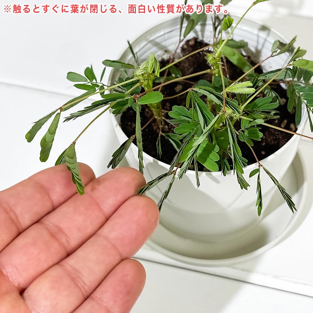 PLANCHU 観葉植物 オジギソウ 3.5号鉢 受け皿付き 育て方説明書付き Mimosa pudica ネムリグサ ミモザ プディカ