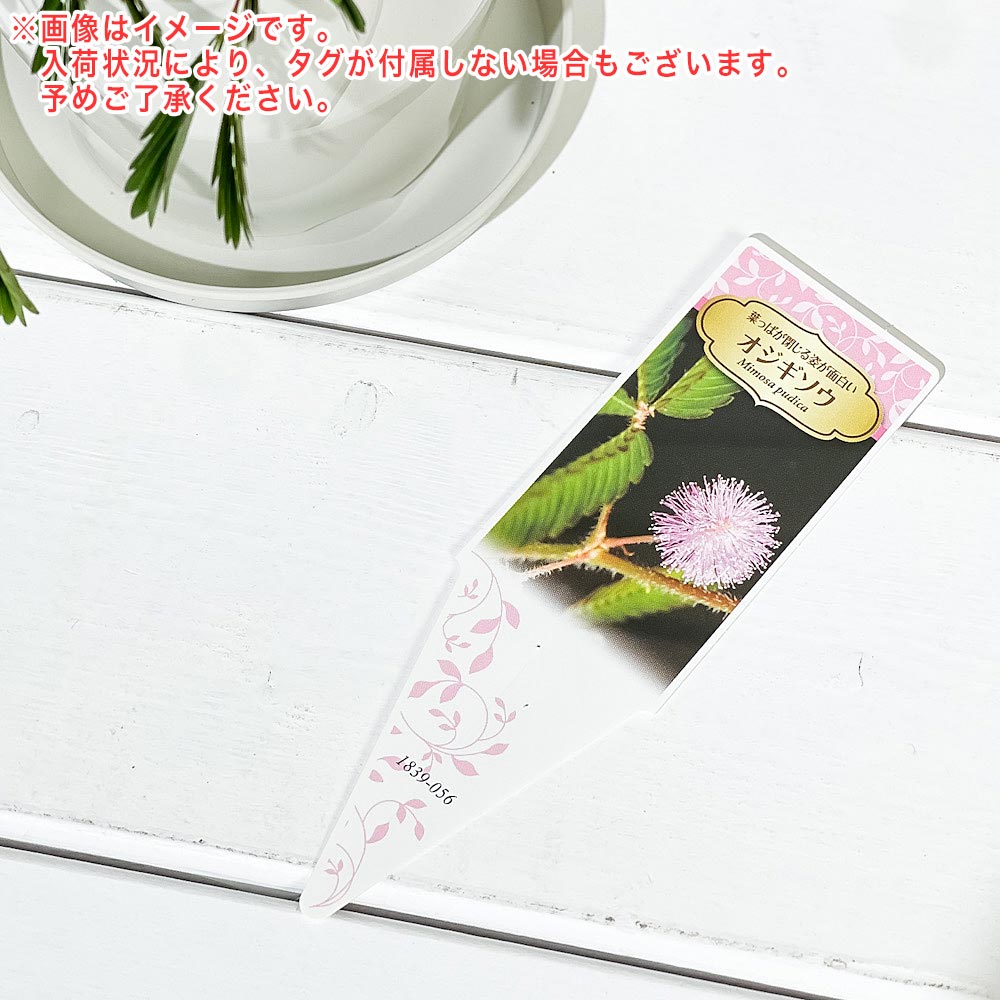 PLANCHU 観葉植物 オジギソウ 3.5号鉢 受け皿付き 育て方説明書付き Mimosa pudica ネムリグサ ミモザ プディカ