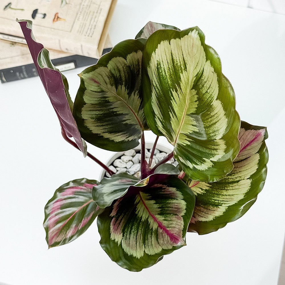 PLANCHU 観葉植物 カラテア メダリオン V2 4号鉢 受け皿付き 育て方説明書付き Calathea roseopicta ‘Medallion V2’