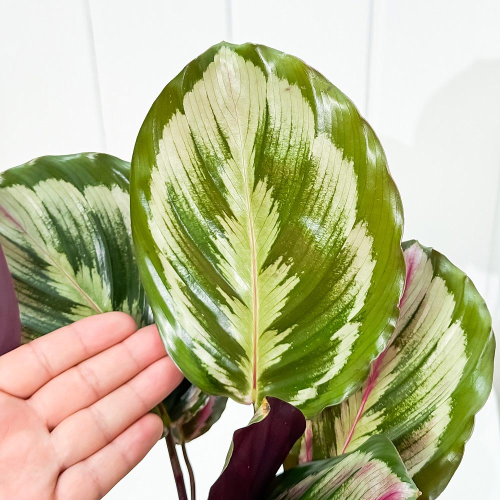 PLANCHU 観葉植物 カラテア メダリオン V2 4号鉢 受け皿付き 育て方説明書付き Calathea roseopicta ‘Medallion V2’