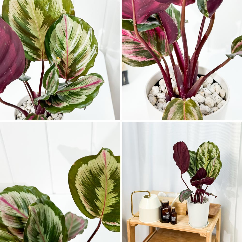 PLANCHU 観葉植物 カラテア メダリオン V2 4号鉢 受け皿付き 育て方説明書付き Calathea roseopicta ‘Medallion V2’