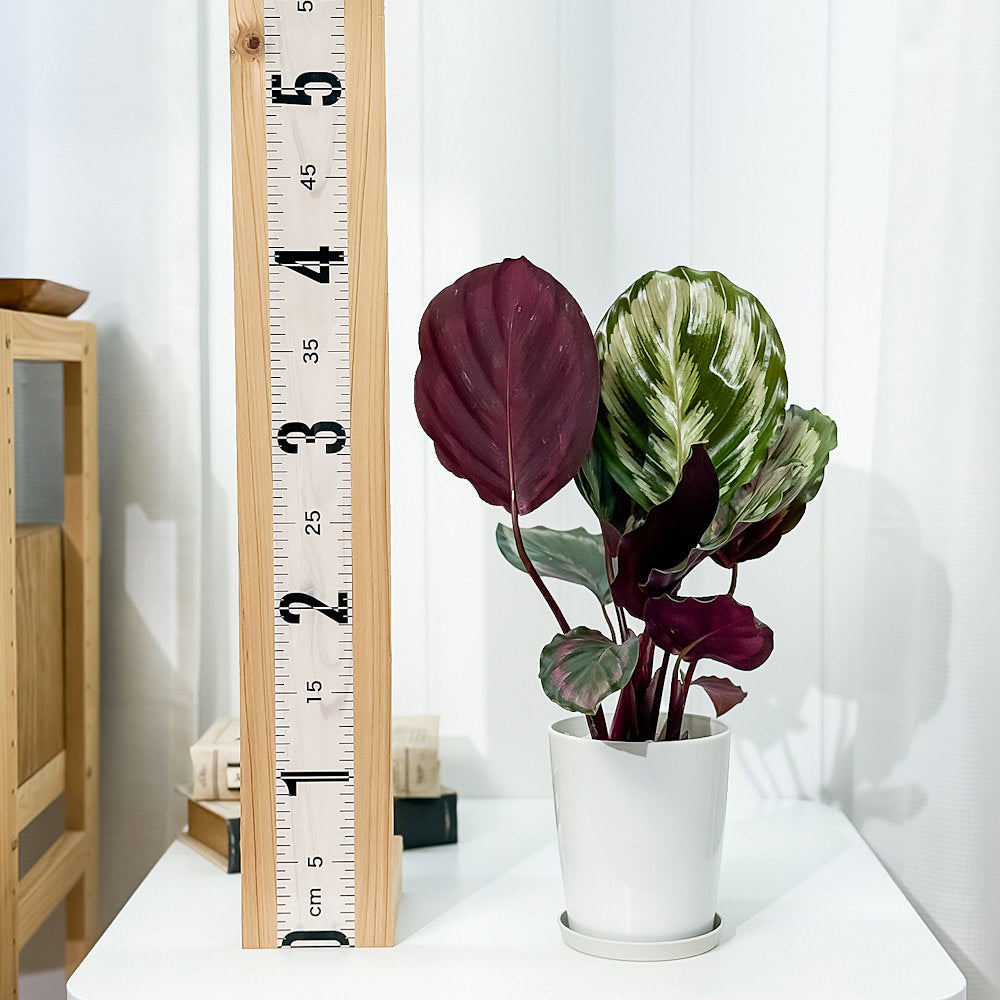 PLANCHU 観葉植物 カラテア メダリオン V2 4号鉢 受け皿付き 育て方説明書付き Calathea roseopicta ‘Medallion V2’
