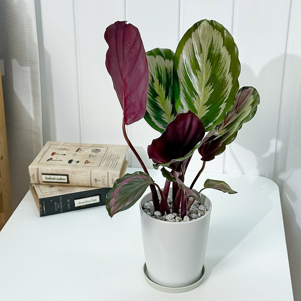 PLANCHU 観葉植物 カラテア メダリオン V2 4号鉢 受け皿付き 育て方説明書付き Calathea roseopicta ‘Medallion V2’
