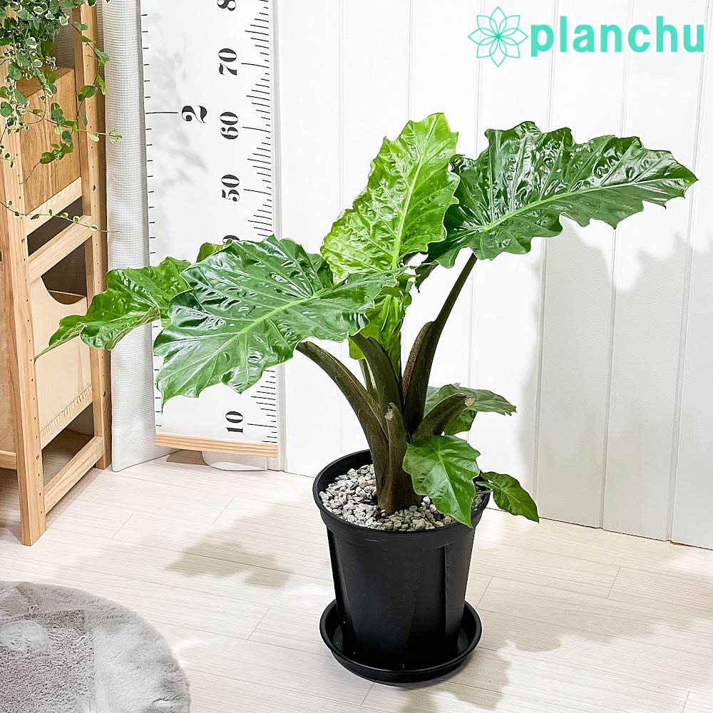 PLANCHU 観葉植物 アロカシア ローライダー 8号スリット鉢 受け皿付き 育て方説明書付き PVP Alocasia cv. アロイド