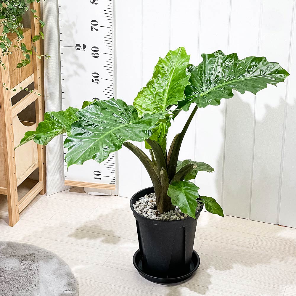 PLANCHU 観葉植物 アロカシア ローライダー 8号スリット鉢 受け皿付き 育て方説明書付き PVP Alocasia cv. アロイド