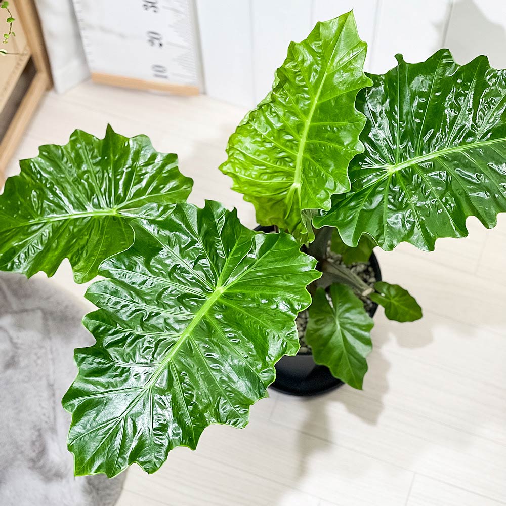 PLANCHU 観葉植物 アロカシア ローライダー 8号スリット鉢 受け皿付き 育て方説明書付き PVP Alocasia cv. アロイド