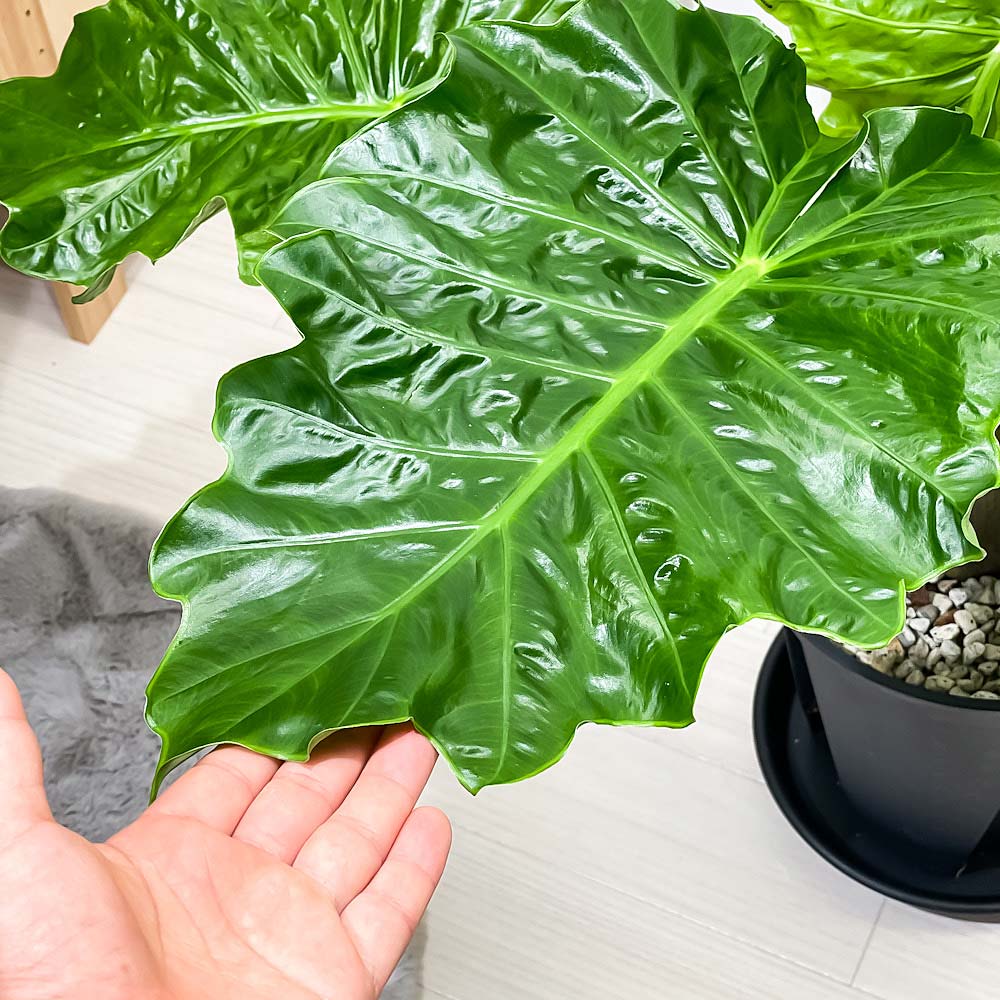 PLANCHU 観葉植物 アロカシア ローライダー 8号スリット鉢 受け皿付き 育て方説明書付き PVP Alocasia cv. アロイド