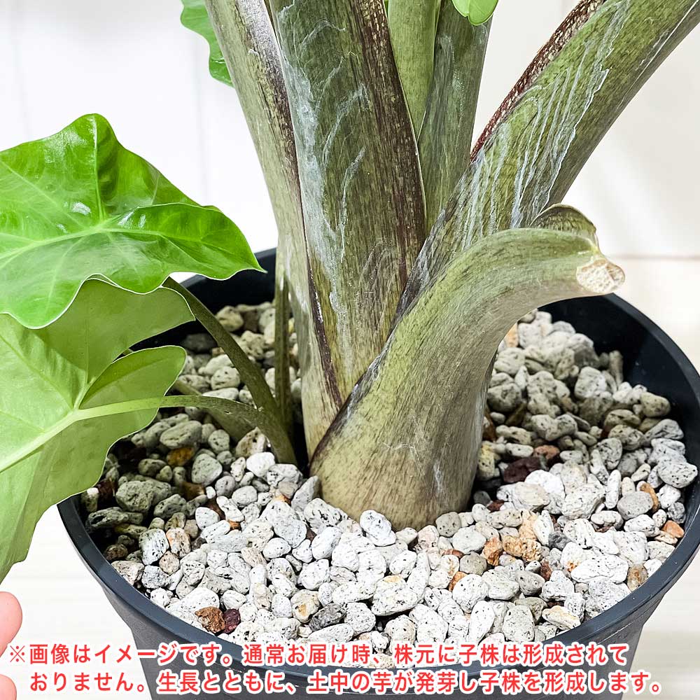 PLANCHU 観葉植物 アロカシア ローライダー 8号スリット鉢 受け皿付き 育て方説明書付き PVP Alocasia cv. アロイド