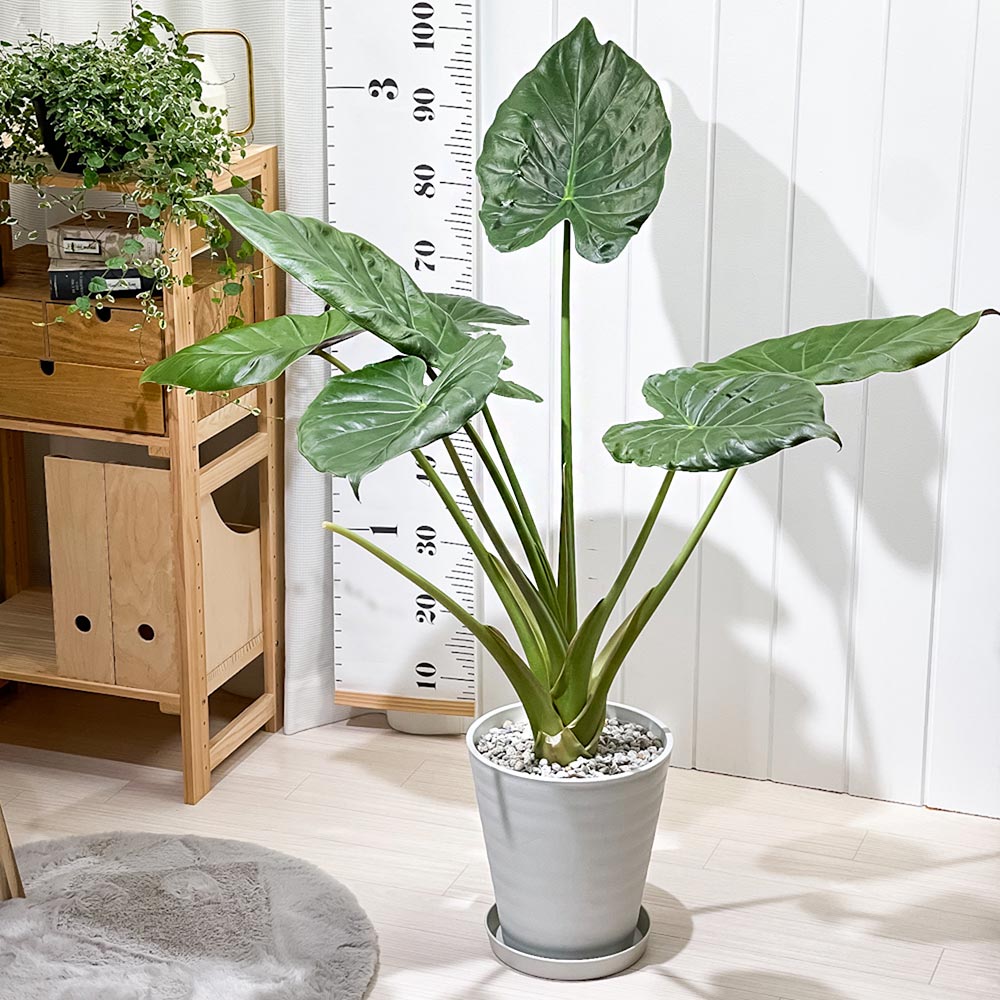 PLANCHU 観葉植物 アロカシア ウェンティー 8号鉢 受け皿付き 育て方説明書付き Alocasia wentii ニューギニアシールド アロイド