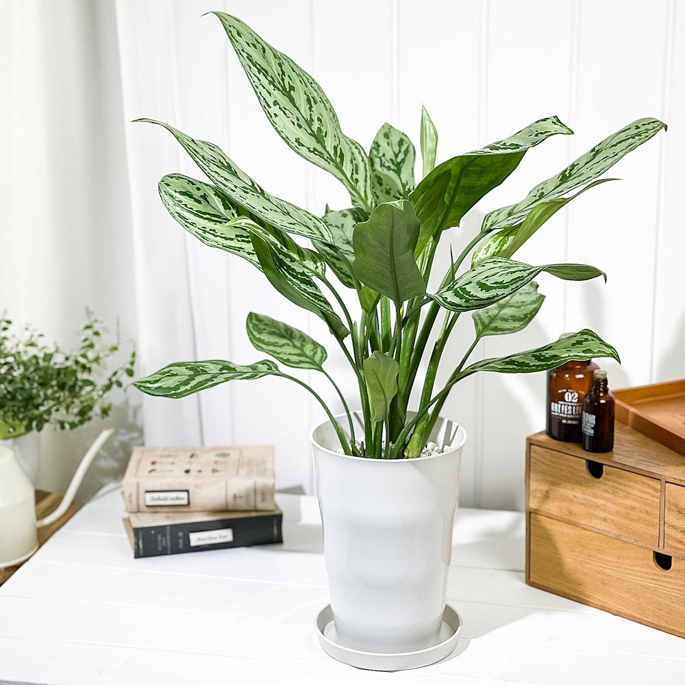 PLANCHU 観葉植物 アグラオネマ シルバークイーン 6号鉢 受け皿付き 育て方説明書付き Aglaonema ‘Silver Queen’ 幸せを招くタイの宝石 アロイド