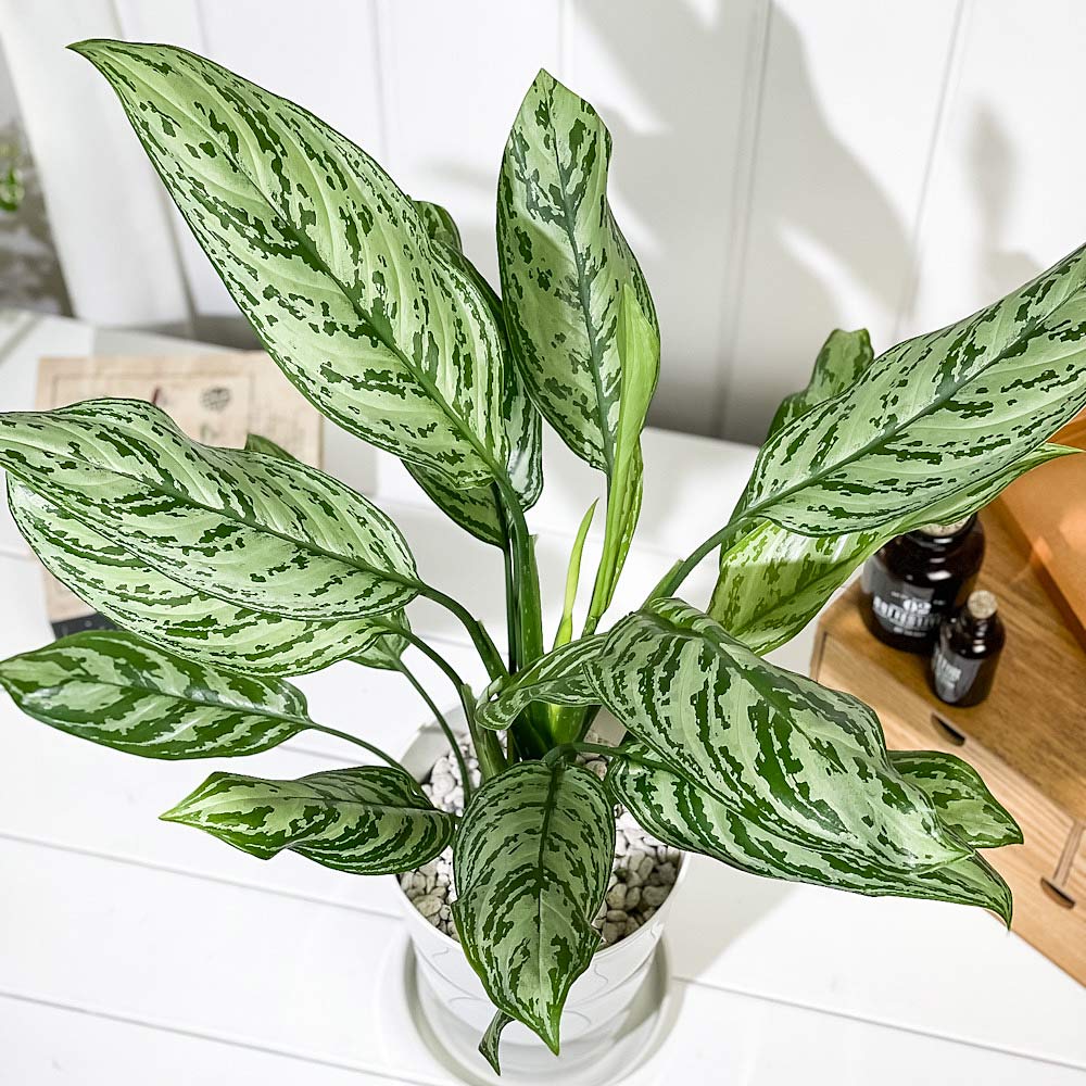 PLANCHU 観葉植物 アグラオネマ シルバークイーン 6号鉢 受け皿付き 育て方説明書付き Aglaonema ‘Silver Queen’ 幸せを招くタイの宝石 アロイド