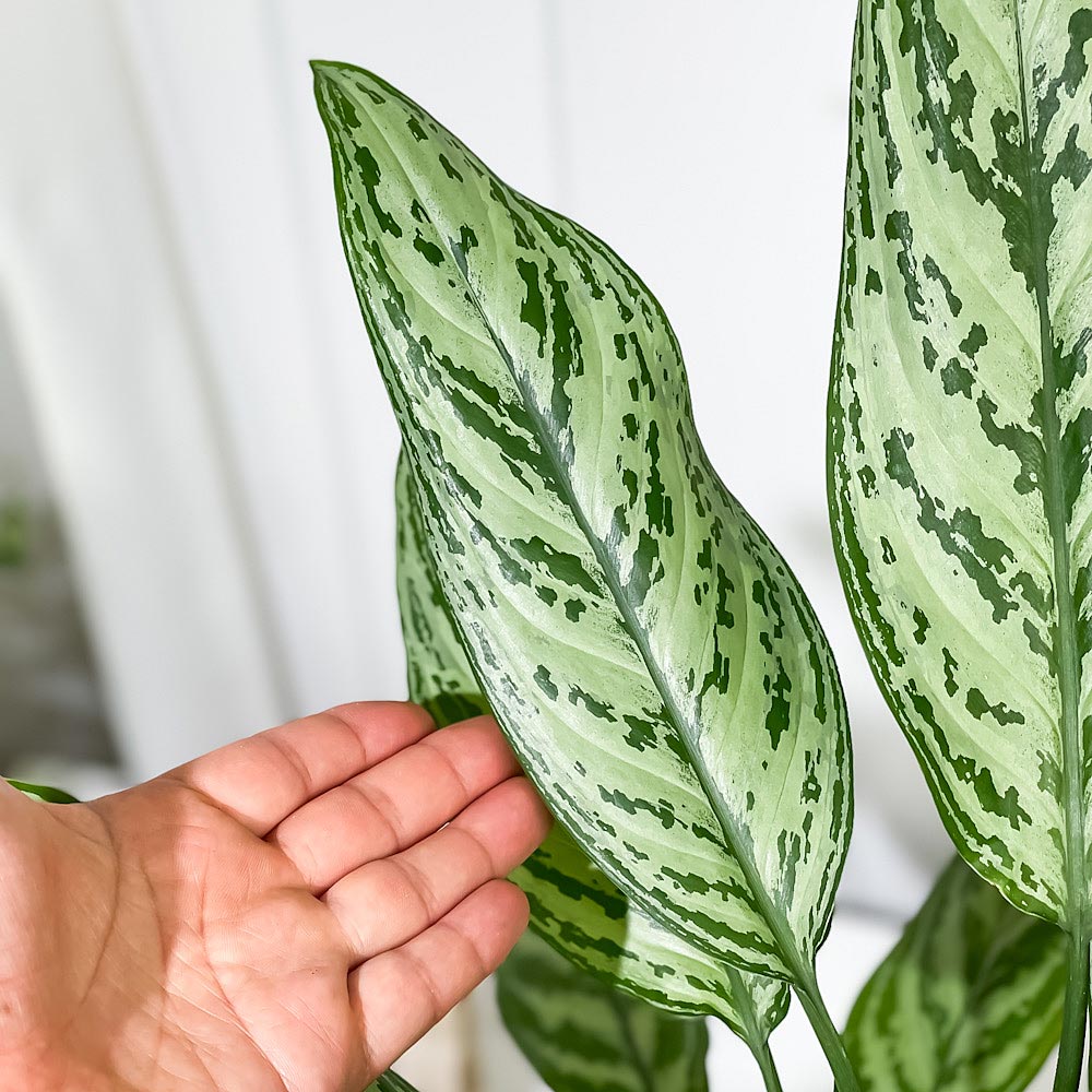 PLANCHU 観葉植物 アグラオネマ シルバークイーン 6号鉢 受け皿付き 育て方説明書付き Aglaonema ‘Silver Queen’ 幸せを招くタイの宝石 アロイド