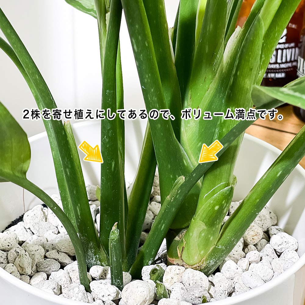 PLANCHU 観葉植物 アグラオネマ シルバークイーン 6号鉢 受け皿付き 育て方説明書付き Aglaonema ‘Silver Queen’ 幸せを招くタイの宝石 アロイド
