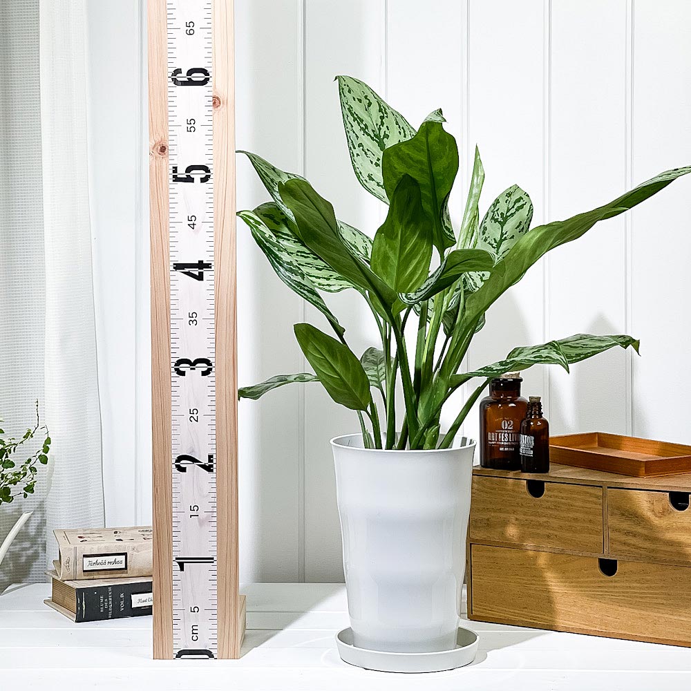 PLANCHU 観葉植物 アグラオネマ シルバークイーン 6号鉢 受け皿付き 育て方説明書付き Aglaonema ‘Silver Queen’ 幸せを招くタイの宝石 アロイド