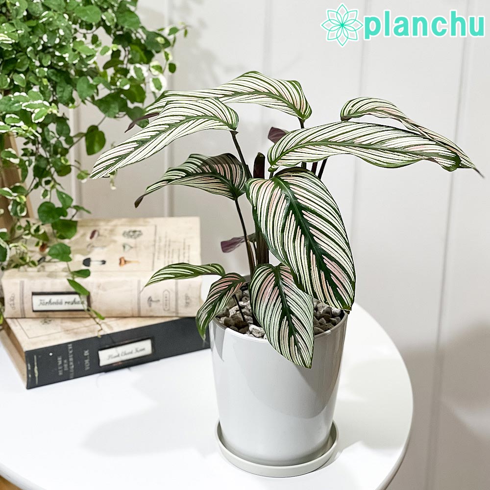 PLANCHU 観葉植物 カラテア ホワイトスター 4号鉢 受け皿付き 育て方説明書付き Calathea majestica ‘white star’