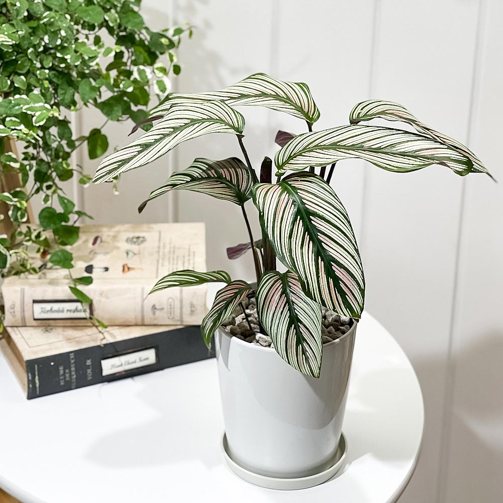 PLANCHU 観葉植物 カラテア ホワイトスター 4号鉢 受け皿付き 育て方説明書付き Calathea majestica ‘white star’