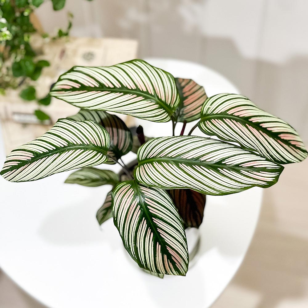 PLANCHU 観葉植物 カラテア ホワイトスター 4号鉢 受け皿付き 育て方説明書付き Calathea majestica ‘white star’