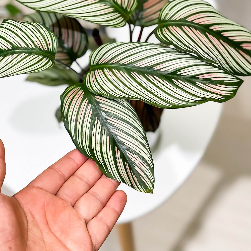PLANCHU 観葉植物 カラテア ホワイトスター 4号鉢 受け皿付き 育て方説明書付き Calathea majestica ‘white star’