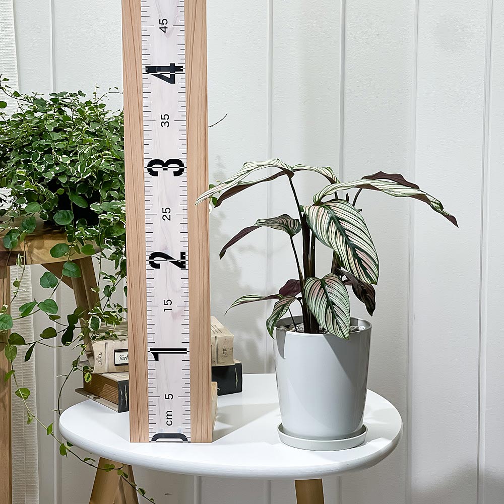 PLANCHU 観葉植物 カラテア ホワイトスター 4号鉢 受け皿付き 育て方説明書付き Calathea majestica ‘white star’