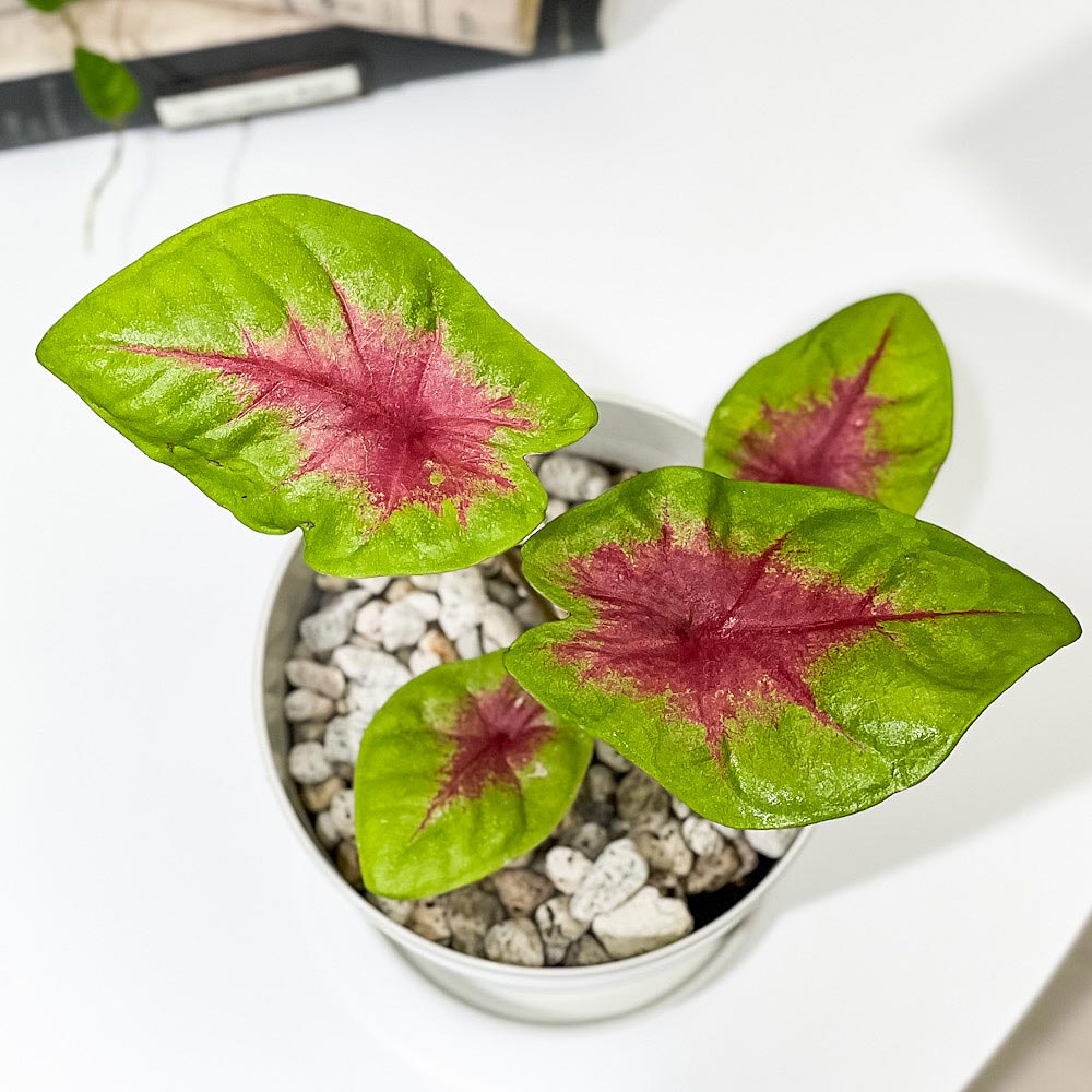PLANCHU 観葉植物 カラジウム レモンブラッシュ 4号鉢 受け皿付き 育て方説明書付き Caladium ‘Lemon Blush’ アロイド レア品種
