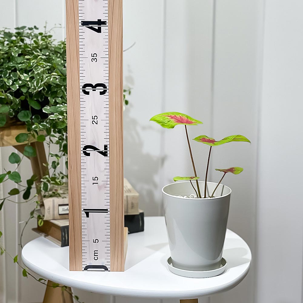 PLANCHU 観葉植物 カラジウム レモンブラッシュ 4号鉢 受け皿付き 育て方説明書付き Caladium ‘Lemon Blush’ アロイド レア品種