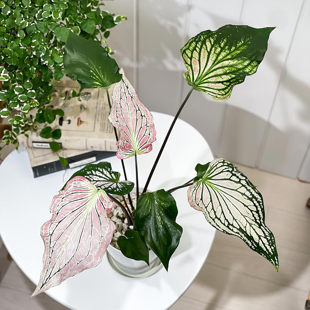 PLANCHU 観葉植物 カラジウム ピンクシンフォニー 4号鉢 受け皿付き 育て方説明書付き Caladium ‘Pink Symphony’ アロイド レア品種
