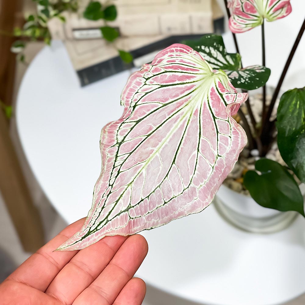 PLANCHU 観葉植物 カラジウム ピンクシンフォニー 4号鉢 受け皿付き 育て方説明書付き Caladium ‘Pink Symphony’ アロイド レア品種