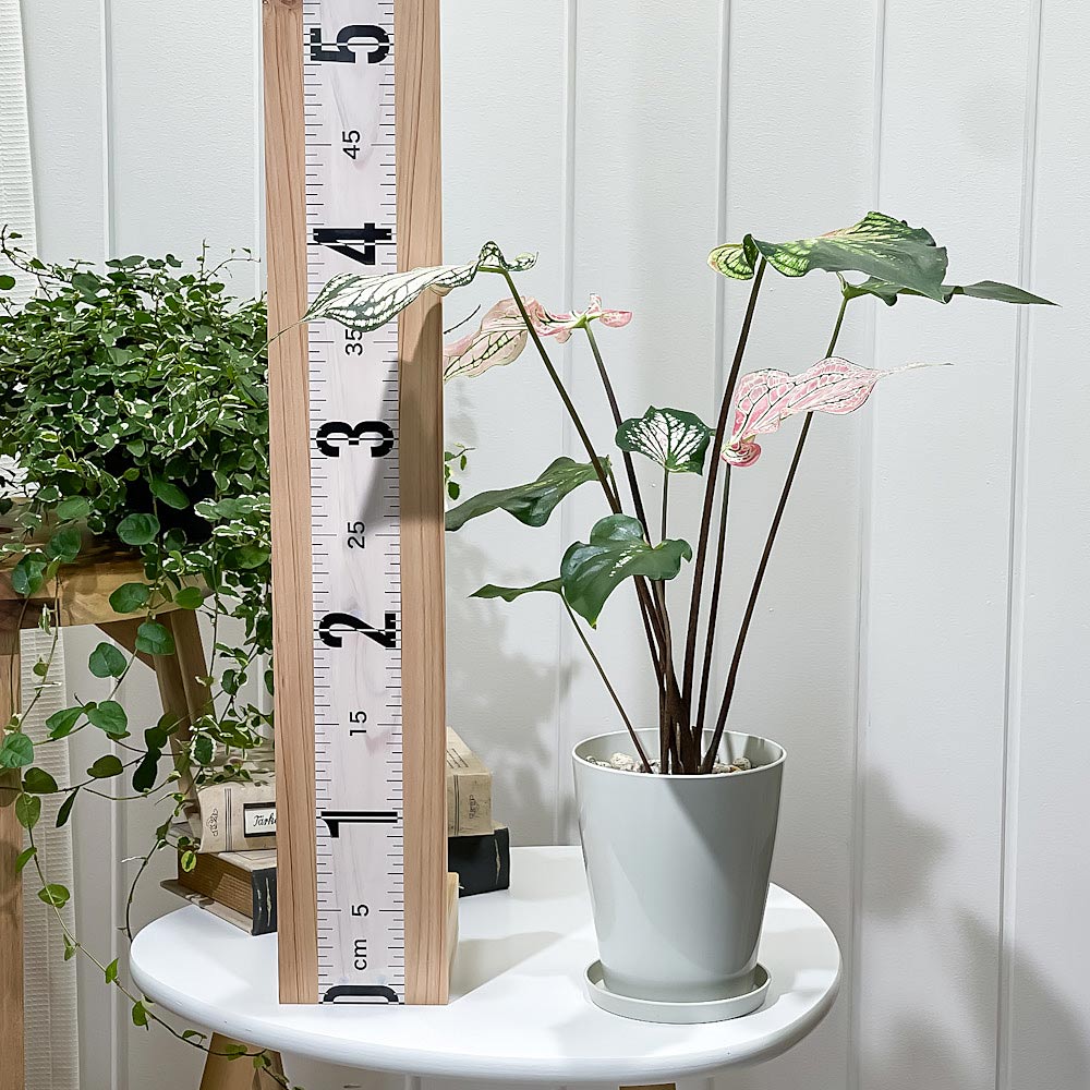 PLANCHU 観葉植物 カラジウム ピンクシンフォニー 4号鉢 受け皿付き 育て方説明書付き Caladium ‘Pink Symphony’ アロイド レア品種