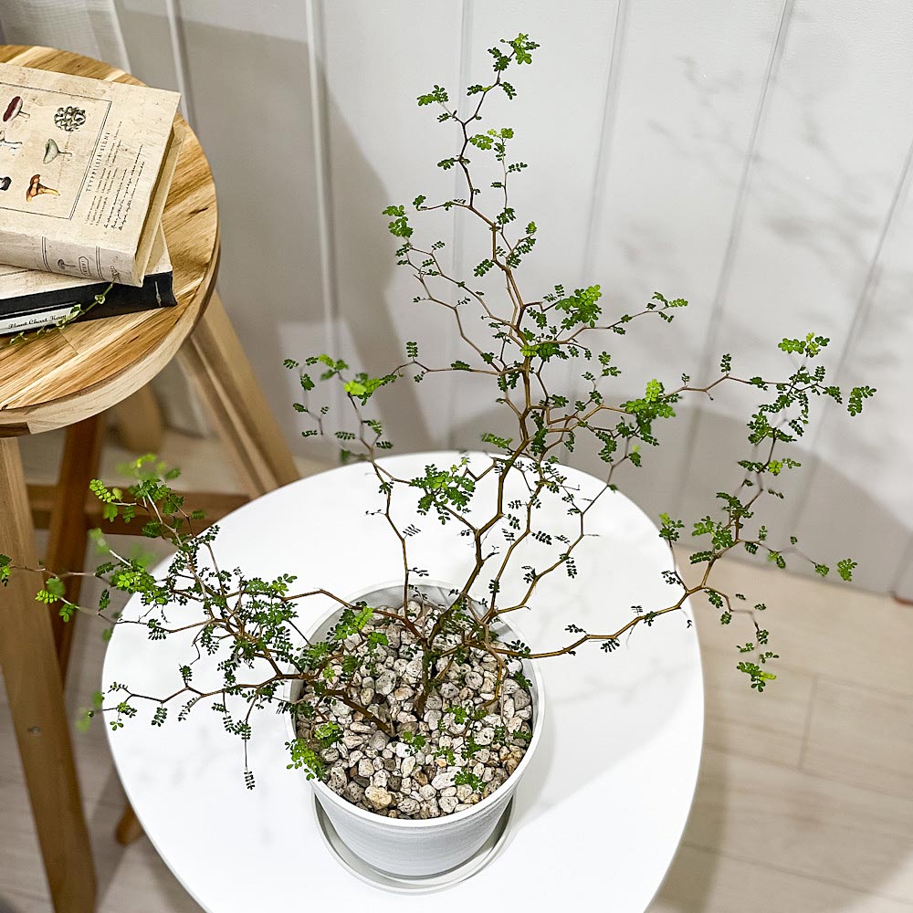 PLANCHU 観葉植物 メルヘンの木 ソフォラ リトルベイビー 5号鉢 受け皿付き 育て方説明書付き Sophora prostrata ‘Little Baby’ プロストラータ