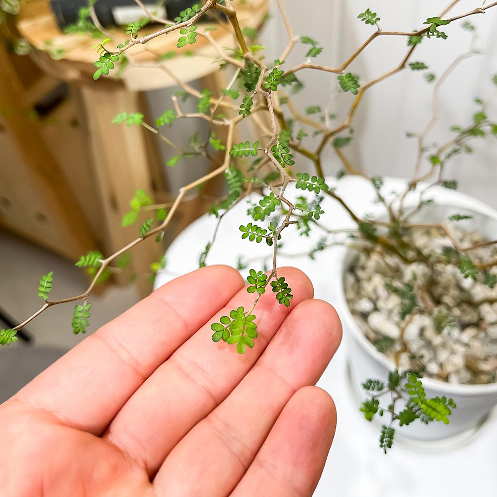 PLANCHU 観葉植物 メルヘンの木 ソフォラ リトルベイビー 5号鉢 受け皿付き 育て方説明書付き Sophora prostrata ‘Little Baby’ プロストラータ