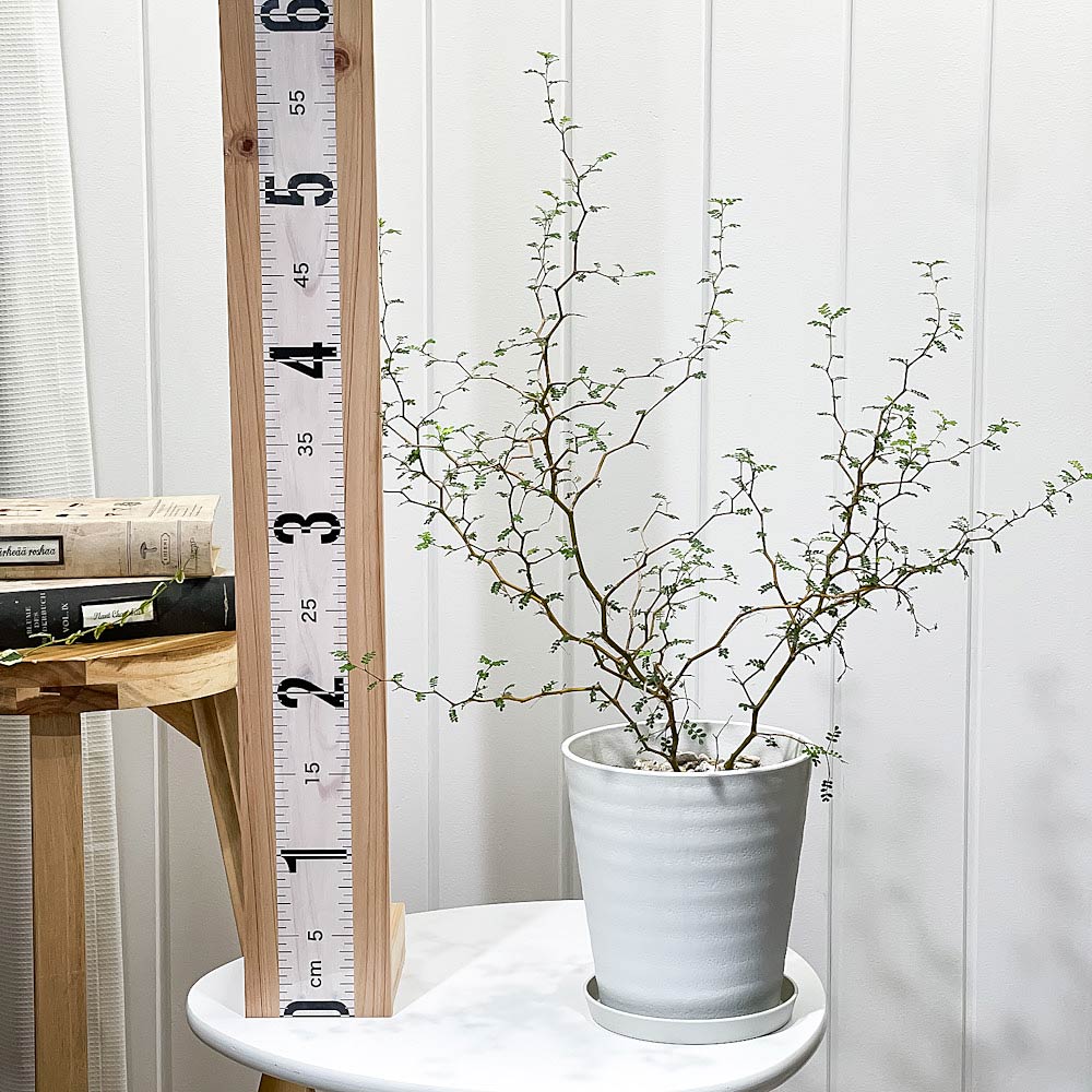 PLANCHU 観葉植物 メルヘンの木 ソフォラ リトルベイビー 5号鉢 受け皿付き 育て方説明書付き Sophora prostrata ‘Little Baby’ プロストラータ