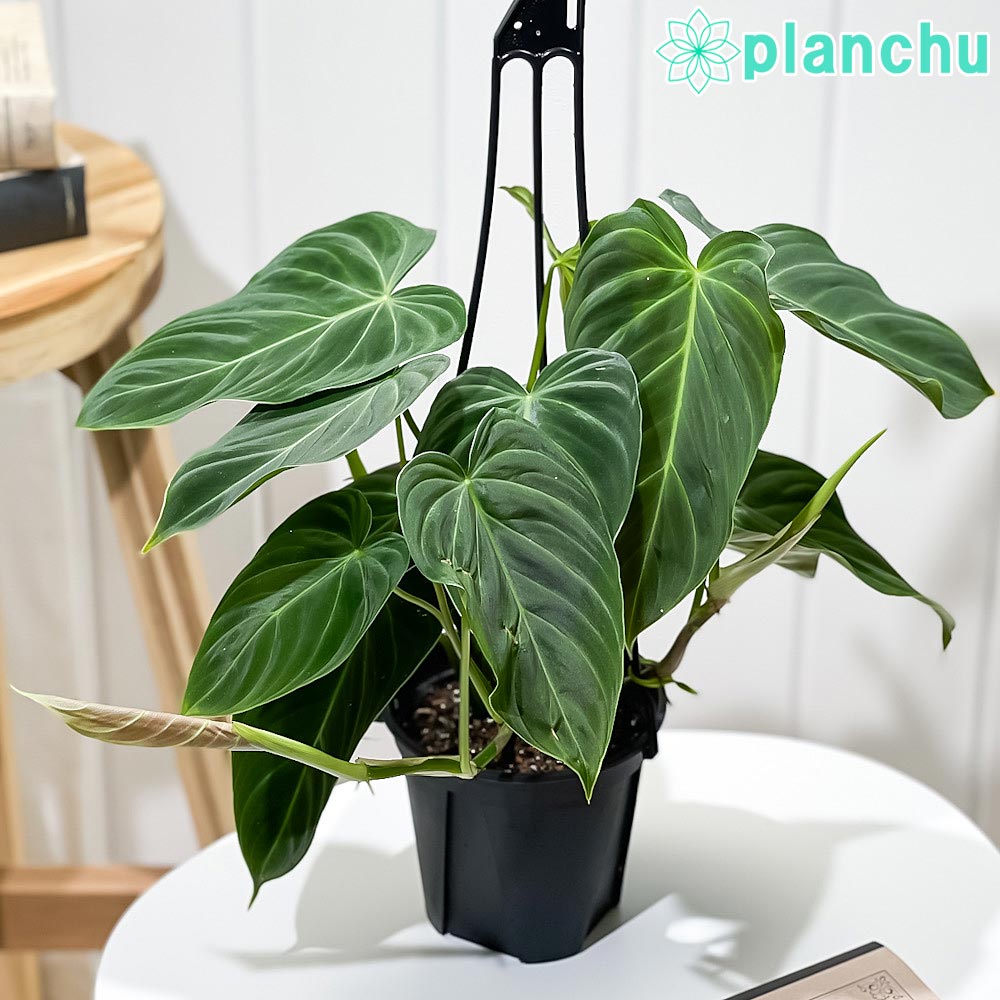 PLANCHU 観葉植物 フィロデンドロン グロリアス 4号吊り鉢 育て方説明書付き Phillodendron ‘Glorious’ アロイド レア品種