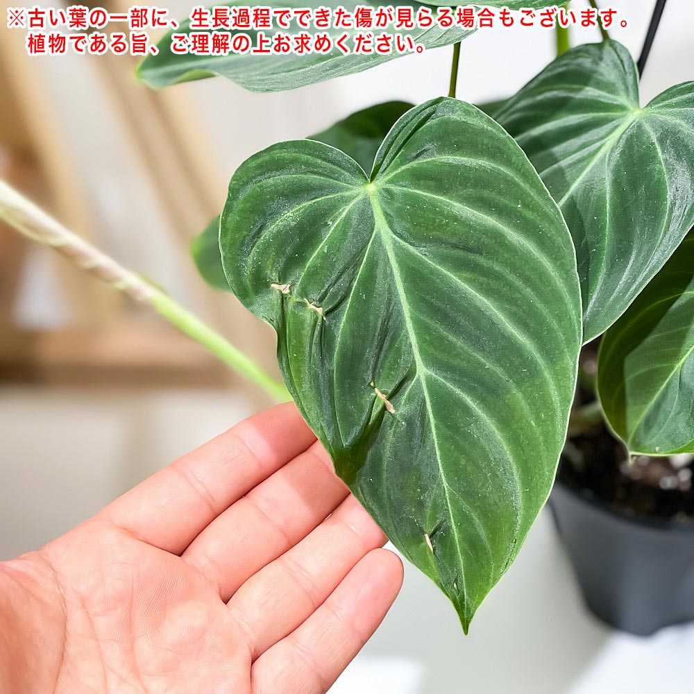 PLANCHU 観葉植物 フィロデンドロン グロリアス 4号吊り鉢 育て方説明書付き Phillodendron ‘Glorious’ アロイド レア品種