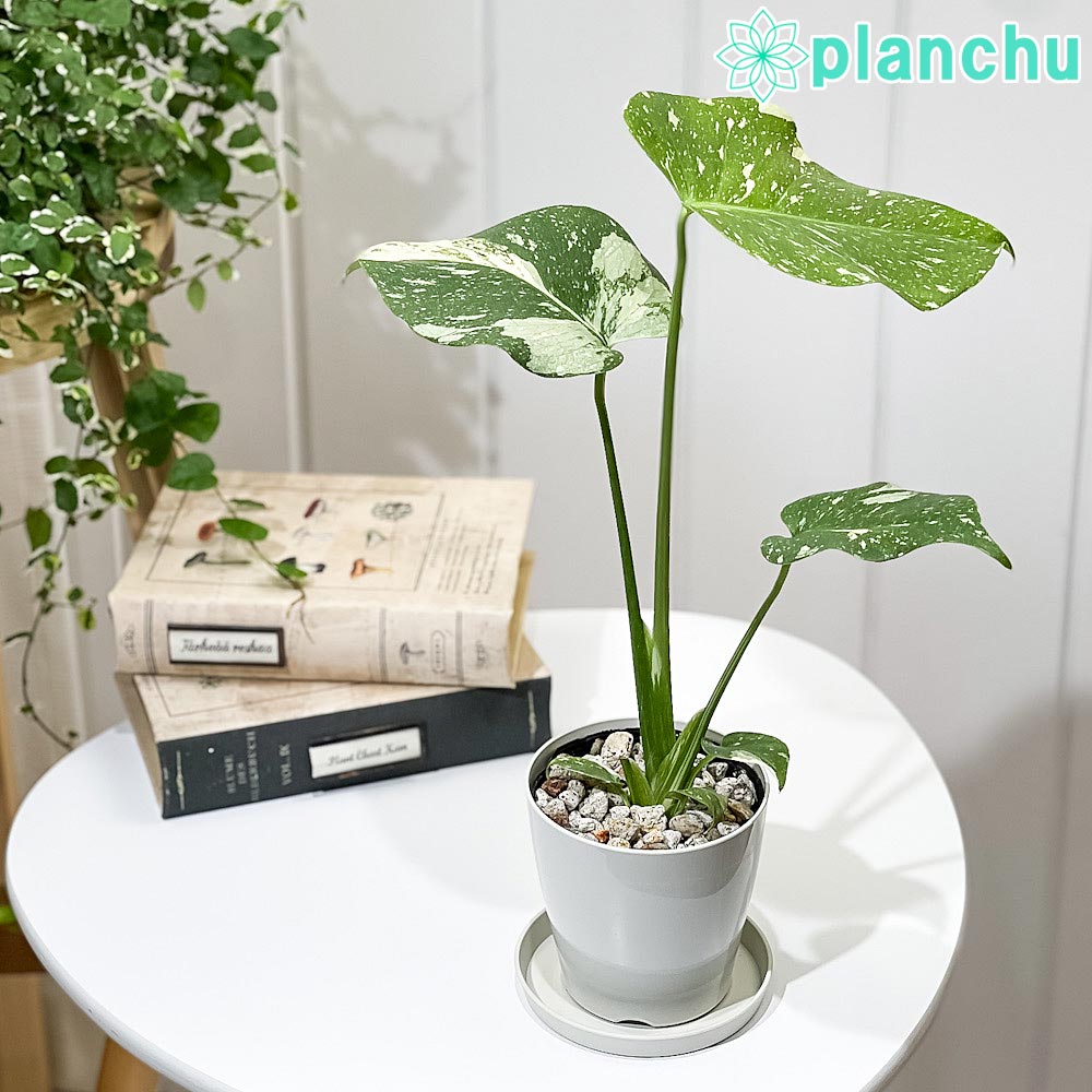 PLANCHU 観葉植物 モンステラ タイコンステレーション 3.5号鉢 受け皿付き 育て方説明書付き Monstera deliciosa ‘Thai Constellation’ 斑入り アロイド レア品種