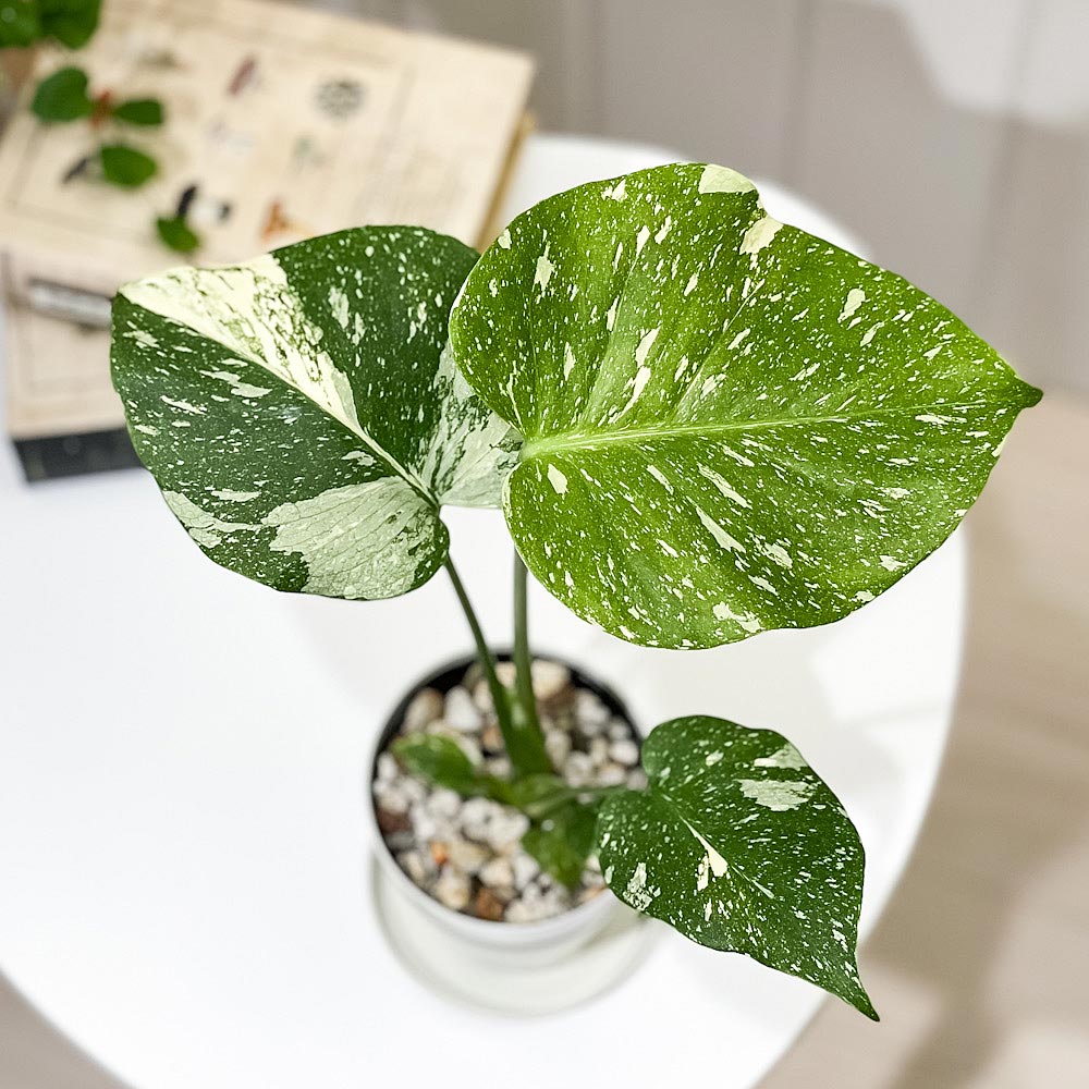 PLANCHU 観葉植物 モンステラ タイコンステレーション 3.5号鉢 受け皿付き 育て方説明書付き Monstera deliciosa ‘Thai Constellation’ 斑入り アロイド レア品種