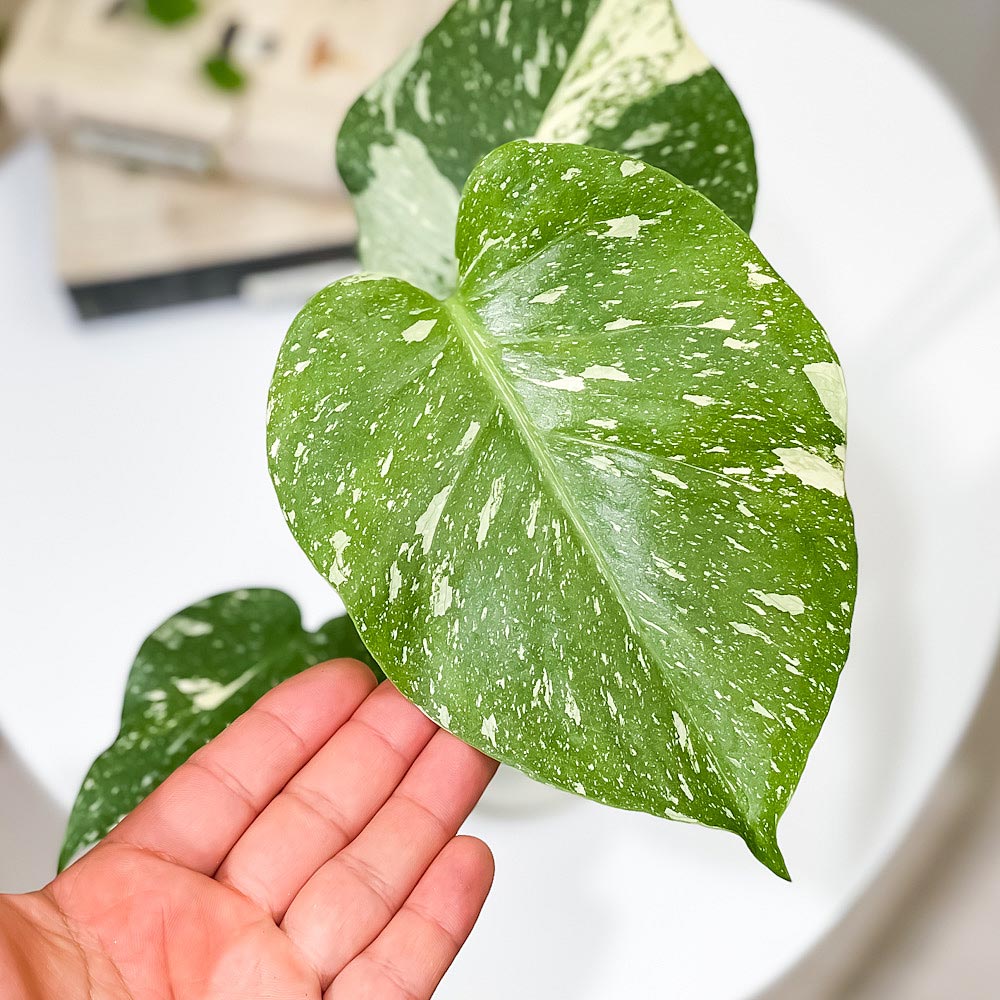 PLANCHU 観葉植物 モンステラ タイコンステレーション 3.5号鉢 受け皿付き 育て方説明書付き Monstera deliciosa ‘Thai Constellation’ 斑入り アロイド レア品種