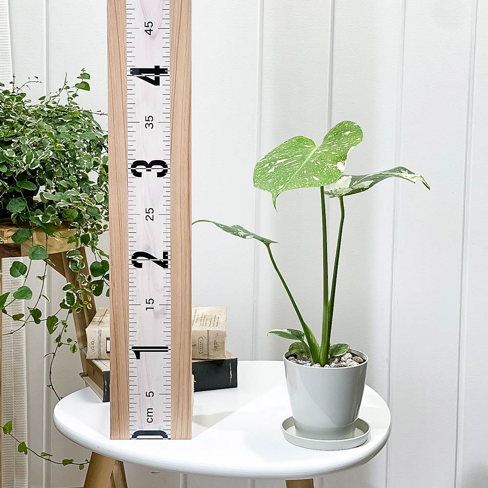 PLANCHU 観葉植物 モンステラ タイコンステレーション 3.5号鉢 受け皿付き 育て方説明書付き Monstera deliciosa ‘Thai Constellation’ 斑入り アロイド レア品種