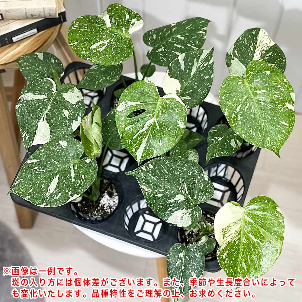 PLANCHU 観葉植物 モンステラ タイコンステレーション 3.5号鉢 受け皿付き 育て方説明書付き Monstera deliciosa ‘Thai Constellation’ 斑入り アロイド レア品種