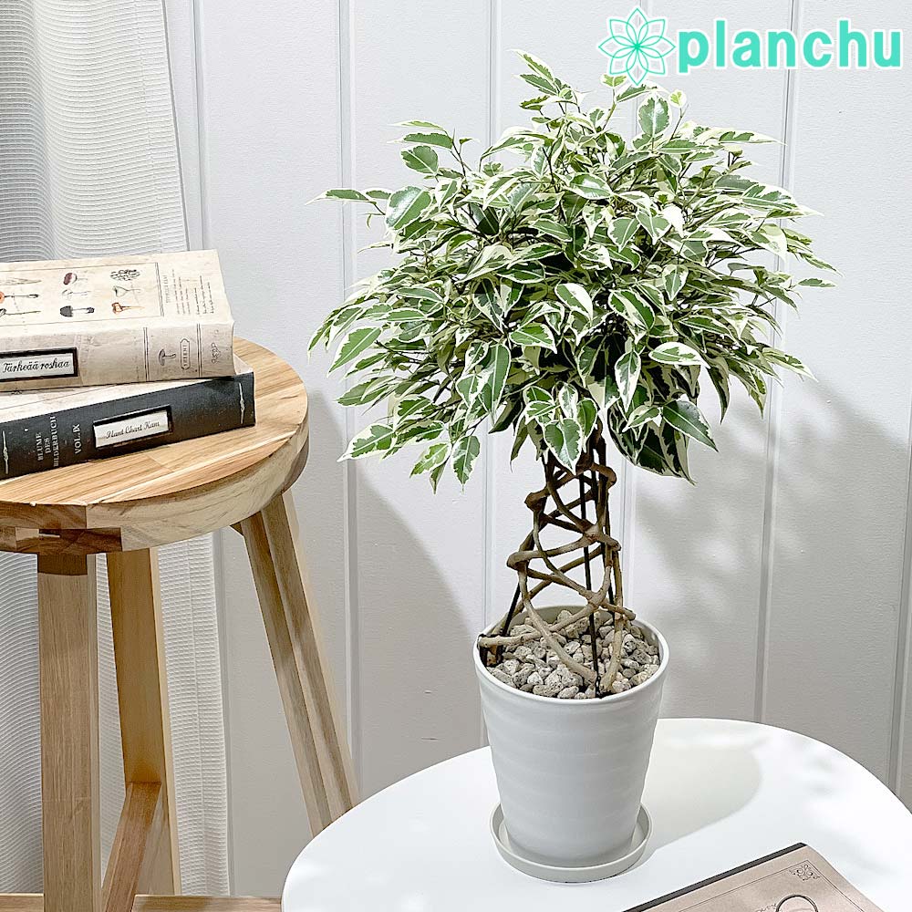 PLANCHU 観葉植物 フィカス ベンジャミン スターライト 編み込み 4号鉢