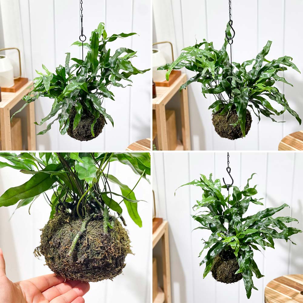 PLANCHU 観葉植物 苔玉 ミクロソリウム カンガルーファーン 1個 育て方説明書付き Microsorium pustulatum シダ植物 コケダマ