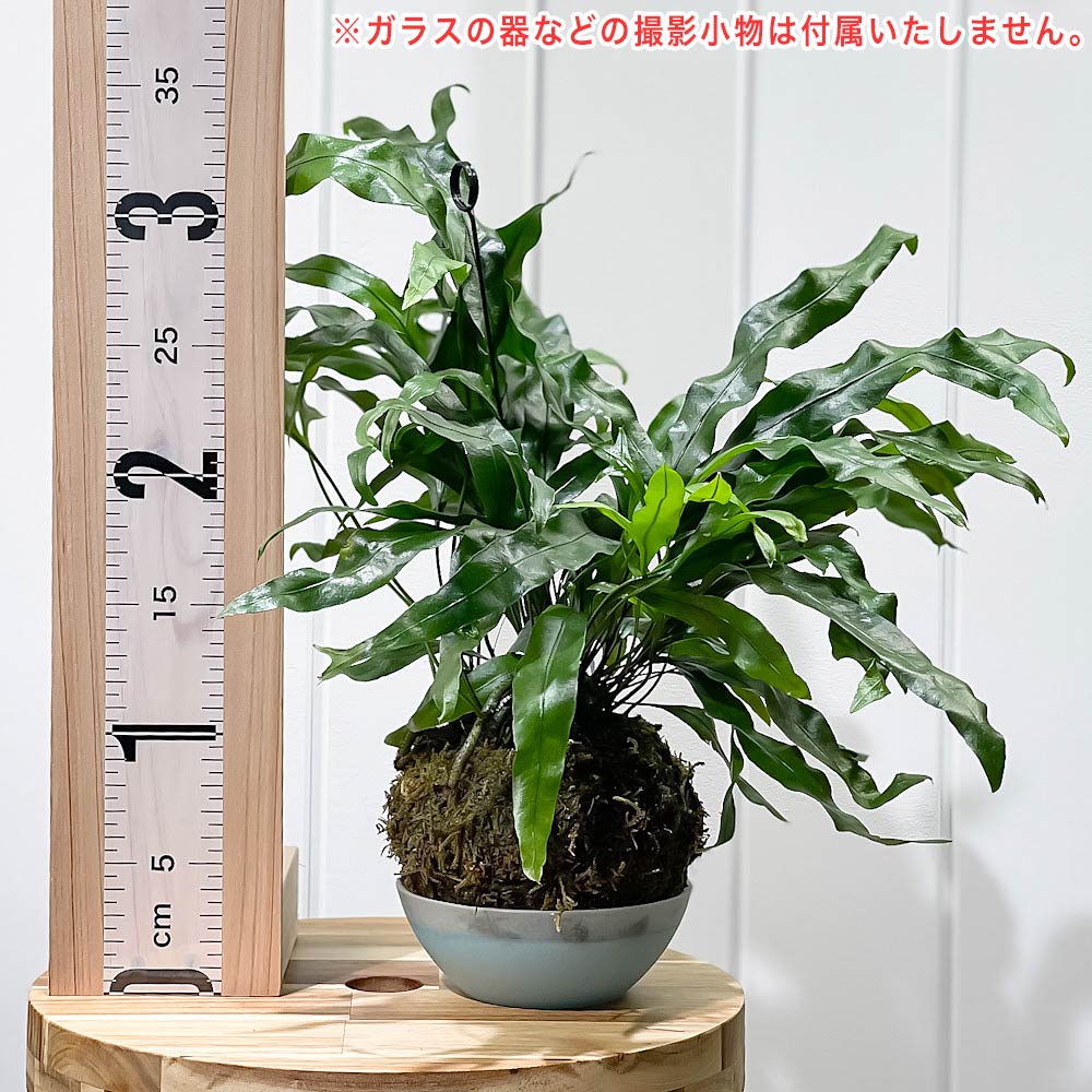 PLANCHU 観葉植物 苔玉 ミクロソリウム カンガルーファーン 1個 育て方説明書付き Microsorium pustulatum シダ植物 コケダマ