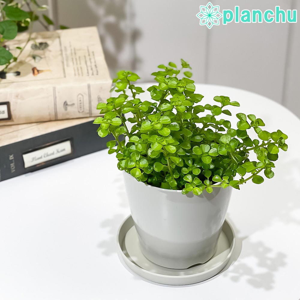 PLANCHU 観葉植物 ピレア ネクサスエデン 3.5号鉢 受け皿付き 育て方説明書付き PVP Pilea ‘Nexus Eden’