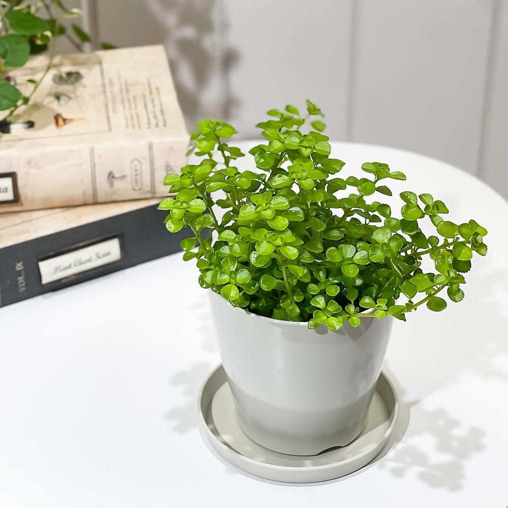 PLANCHU 観葉植物 ピレア ネクサスエデン 3.5号鉢 受け皿付き 育て方説明書付き PVP Pilea ‘Nexus Eden’