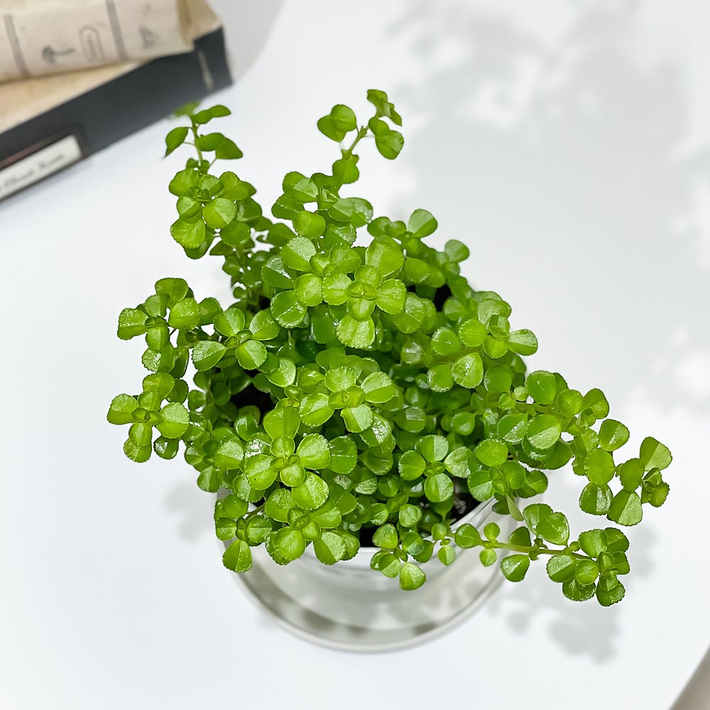 PLANCHU 観葉植物 ピレア ネクサスエデン 3.5号鉢 受け皿付き 育て方説明書付き PVP Pilea ‘Nexus Eden’
