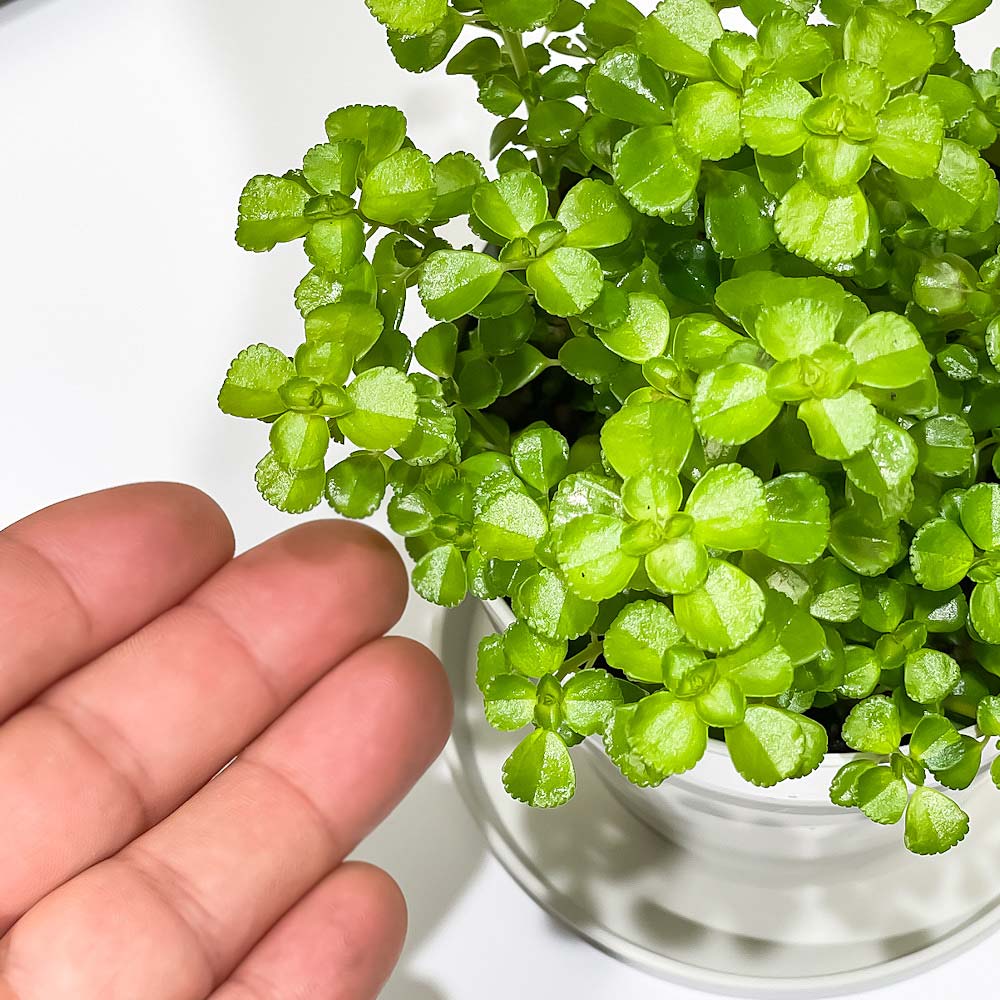 PLANCHU 観葉植物 ピレア ネクサスエデン 3.5号鉢 受け皿付き 育て方説明書付き PVP Pilea ‘Nexus Eden’